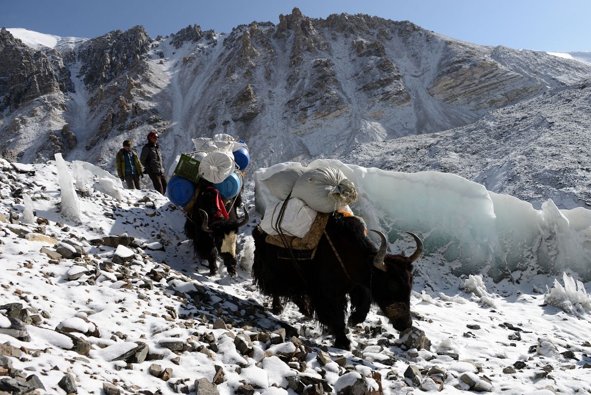 03 Yaks Descend The Hill Next To Mount Everest North Face Intermediate Camp At The Start Of The Trek To Mount Everest North Face Advanced Base Camp In Tibet